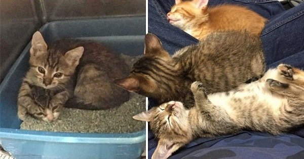 Sweet Kitten Absolutely Refuses To Budge From His Sister’s Side  When She Gets Sick