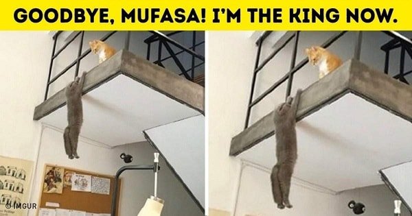 10+ Hilarious Pictures Showing The Secret Life Of Pets