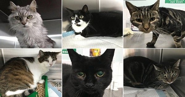 ‘Serial Cat Thief’ Caught With 15 Stolen Pets During Police Raid