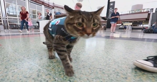 The Newest Member of The Canine Airport Therapy Squad at DIA Is a Cat
