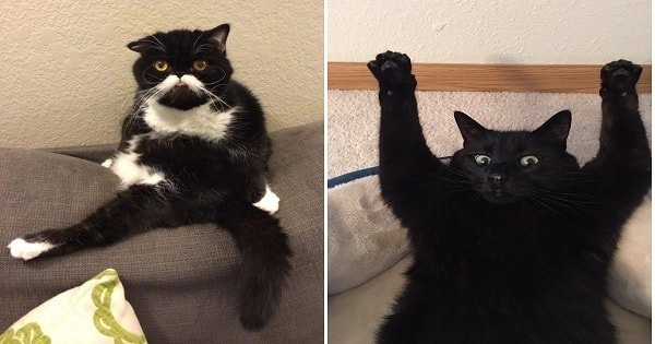 10+ Cats Who Are Unaware Of Just How Silly They Are!