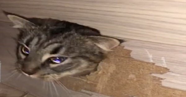 This Cat Got ‘Walled In’ During Building Work Until The Owner Heard Faint Meows ….