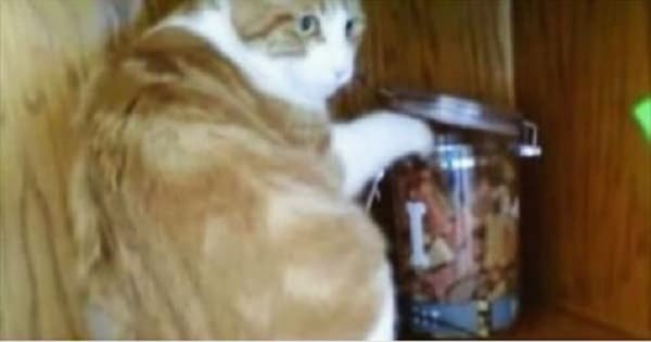 Watch As Poor Cat Steals A Treat Only To Get ‘Robbed’!