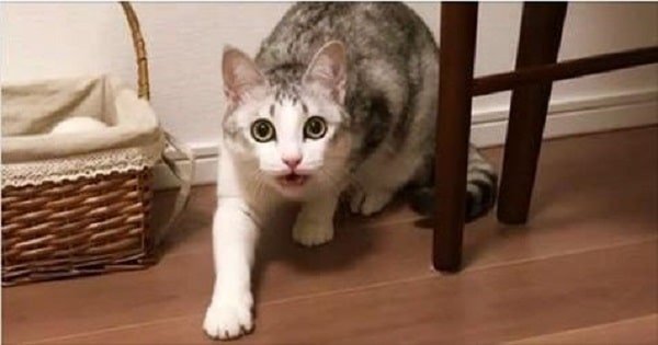 Watch As This Adorable Cat Tries To Tell Her Human A HUGE Secret!