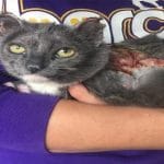 Poor Kittens With Burns On Nearly 80% Of Her Little Body Finally Gets The Care She Needs!