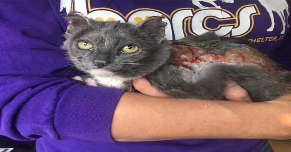Poor Kitten With Burns On Nearly 80% Of Her Little Body Finally Gets The Care She Needs!