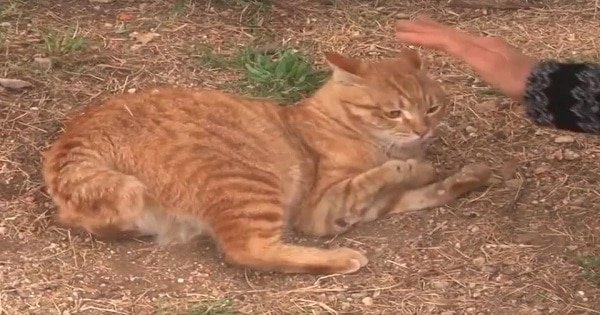 Poor “Broken” Cat Was Rejected By Absolutely Everyone Until …