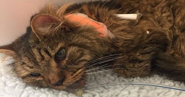 Complete ‘Stranger’ Gives Up $2,771 To Help The Injured Cat Who Saved A Woman’s Life!