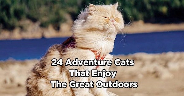 24 Adventure Cats That Absolutely LOVE The Great Outdoors