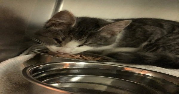 Cat With No Eyes Dumped In A Box Underneath A Parked Car!