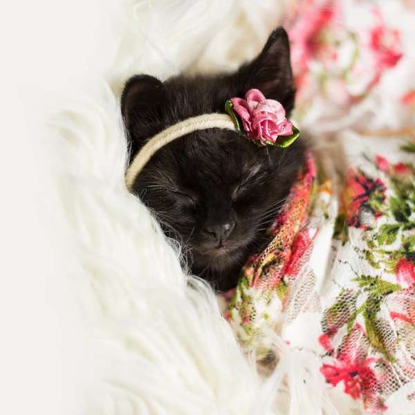 Woman Does Newborn Photo Shoot With Kitten, And The Pictures Have Stolen Our Hearts 1