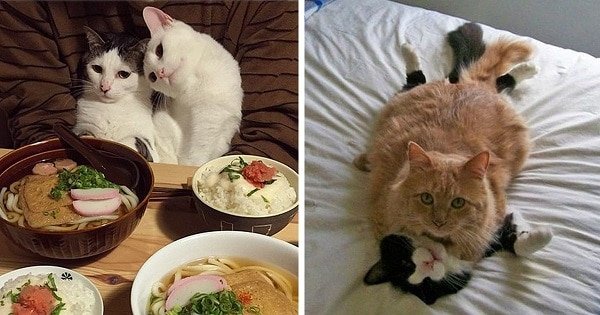 10+ Cats Who Are Completely Ready For Valentine’s Day!