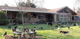 Loving Woman Says She Shares House With 1,100 Cats— Then She Lets The Cameras In