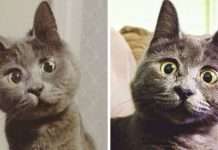 This Permanently Surprised Cat Wasn’t Supposed To Survive, Now He’s 4 Years Old