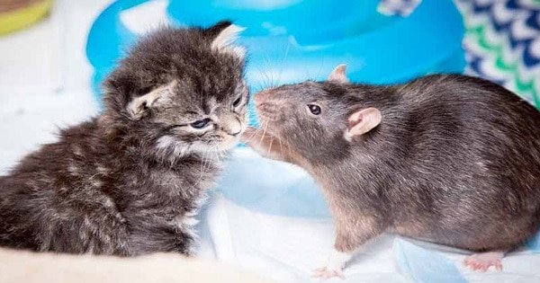 Foster Kittens Lonely And Sick, So Café Hires Rats To Take Care Of Them