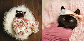 Woman Does Newborn Photo Shoot With Kitten, And The Pictures Have Stolen Our Hearts