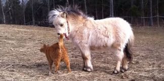 Super Adorable Video Shows Cat Demanding Head Boops From a Tiny Horse And We Can’t Stop Ourselves From Going Aww