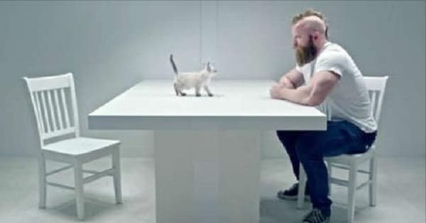 Kittens vs Tough Masculine Guys – Absolutely Hilarious Clip!