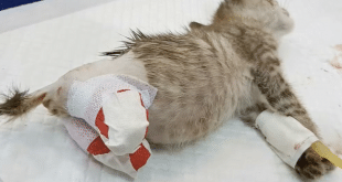 This Poor Broken Kitten Was About To Die In A Trashcan Until Kind People Gave It Another Shot At Life!