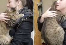 Woman Gives Pet-Store Cat Hug Goodbye— Then Snuggly Tabby Refuses To Let Go