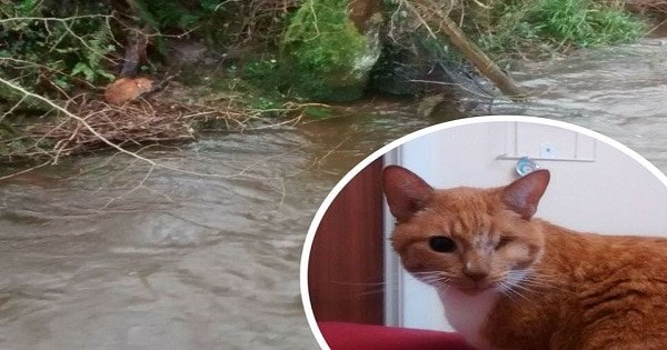Poor Blind Cat Was Rescued After Spending Days Stuck On A River Bank