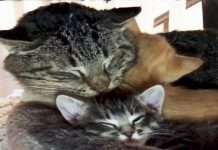 Foster Kittens Teach Elderly Feral Cat To Love