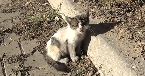 An Abandoned Kitten Was Crying For Help From Under A Dumpster, And Its Prayers Were Heard!
