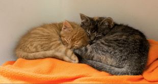 Poor Adopted Kitten Cried All Night After Being Separated From His Sister, And So ...