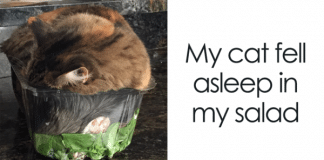 10 Hilarious “If It Fits, I Sits” Cat Pics!