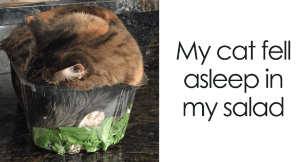 10 Hilarious “If It Fits, I Sits” Cat Pics!