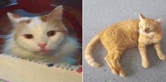 Incredible – A Bronx Widow Leaves $300K To Her Cats In Her Will!