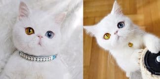 This Heterochromatic Kitty Has More Followers On Instagram Than You!