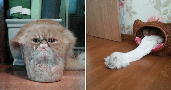 We Finally Have Undeniable Proof That Cats Are Liquid!