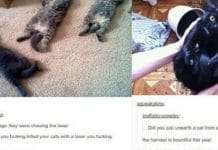 10 Hilarious Tumblr Posts About Cats That Are Way Too Funny To Miss