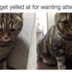 10 Things Cats Do That You Will Relate To