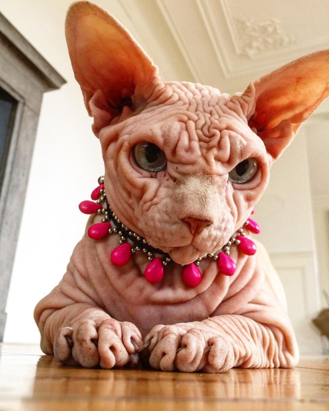 Xherdan is an unusually wrinkled cat with incredible eyes and a grumpy look...