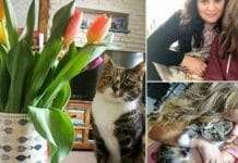 A Woman Posts Cute Pictures Of Her Kitty With Tulips Unaware That The Flowers Would Kill The Cat The Next Day!