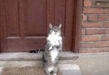 He Wants To Come Inside, So He Does This With His Paws!