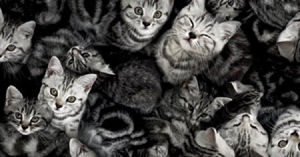 Here’s Why We’re So Obsessed With Cats