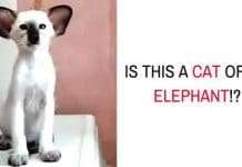 Is It A Cat Or An Elephant?!