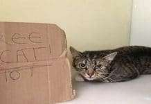 Poor Kitty Abandoned With ‘Free Cat’ Sign on Side of a Road!