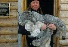 The Big-Pawed Canadian Lynx Is One of the Rarest Cats in the World!