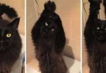 The Latest Internet Sensation - A Belly Dancing Cat!