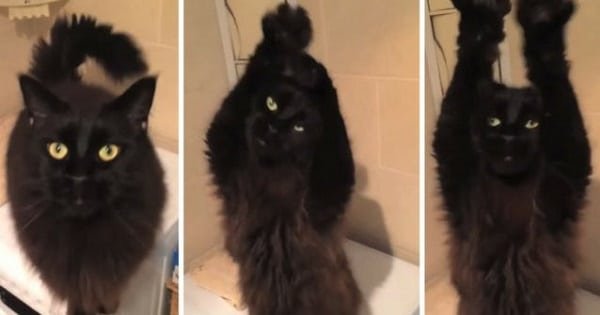 The Latest Internet Sensation – A Belly Dancing Cat!