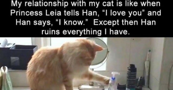 These Cat Memes Are Just Hilarious!
