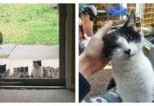 These Cats Decided To Pick Their Owners Instead Of Waiting To Be Adopted!