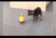 These Kittens Are Caught Doing Things For The First Time And It’s Too Adorable To Watch!