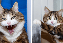 This Cat Is Taking Over The Internet With His Hilarious Facial Expressions Despite His Problem