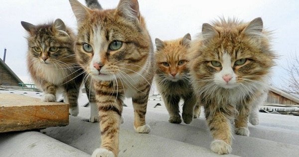 10+ Animals That Look Like They’re About To Drop The Hottest Albums Of The Year