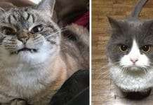 These Cats Look Even More Adorable Angry!